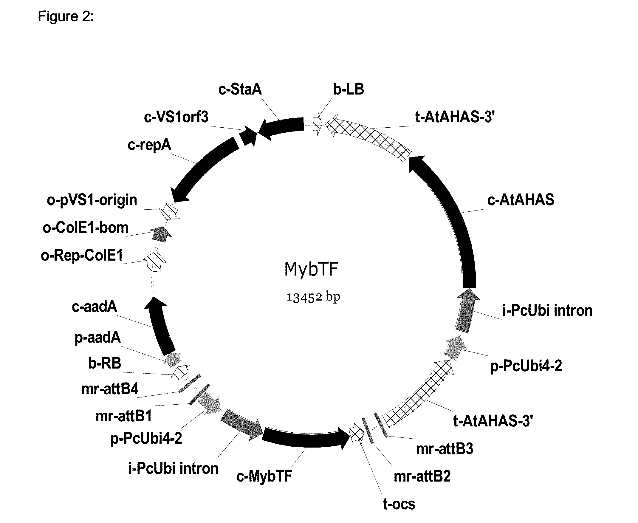 Fungal Resistant Plants Expressing MYBTF