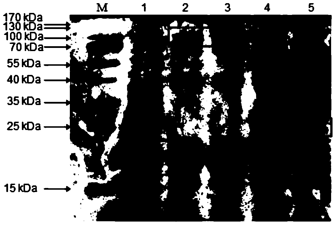 A method for identifying whether vermicelli or vermicelli is mixed with foreign protein