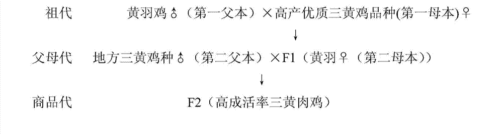 Method for producing high survival rate san huang chicken breeds