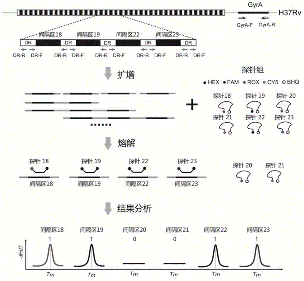 Mycobacterium tuberculosis spacer oligonucleotide typing method based on melting point coding