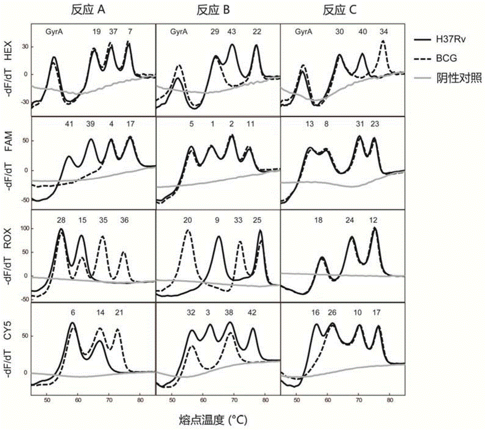 Mycobacterium tuberculosis spacer oligonucleotide typing method based on melting point coding