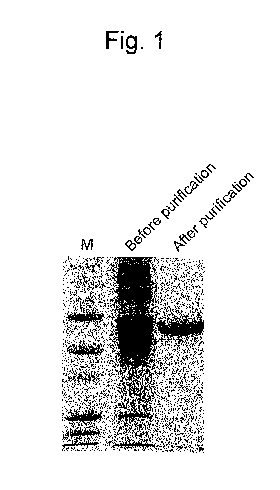 Pharmaceutical composition for treating or preventing cancer by inducing dendritic cell-like differentiation from monocytes to improve anticancer immune activity