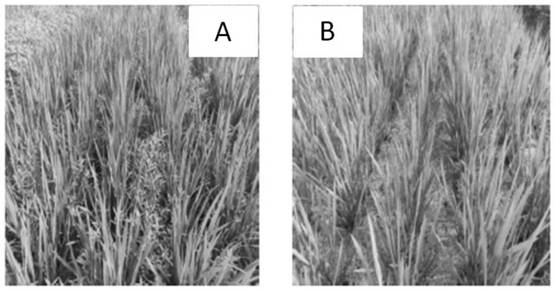 Biodegradable compostable rice film mulching planting method