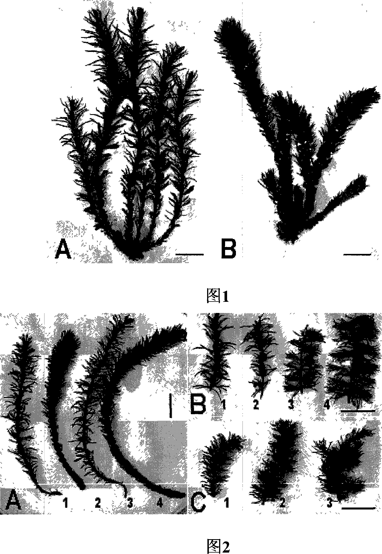 Sargassum thunbergii seedling quick-propagation method using leader branch segment tillering method