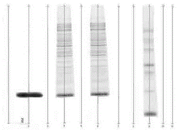 Fermentation medium and fermentation method for preparing recombinant human interferon alpha2b