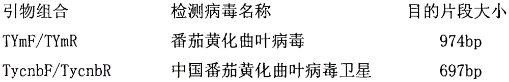 Method for quickly and synchronously detecting tomato yellow leaf curl virus and accompanying China tomato yellow leaf curl virus satellite