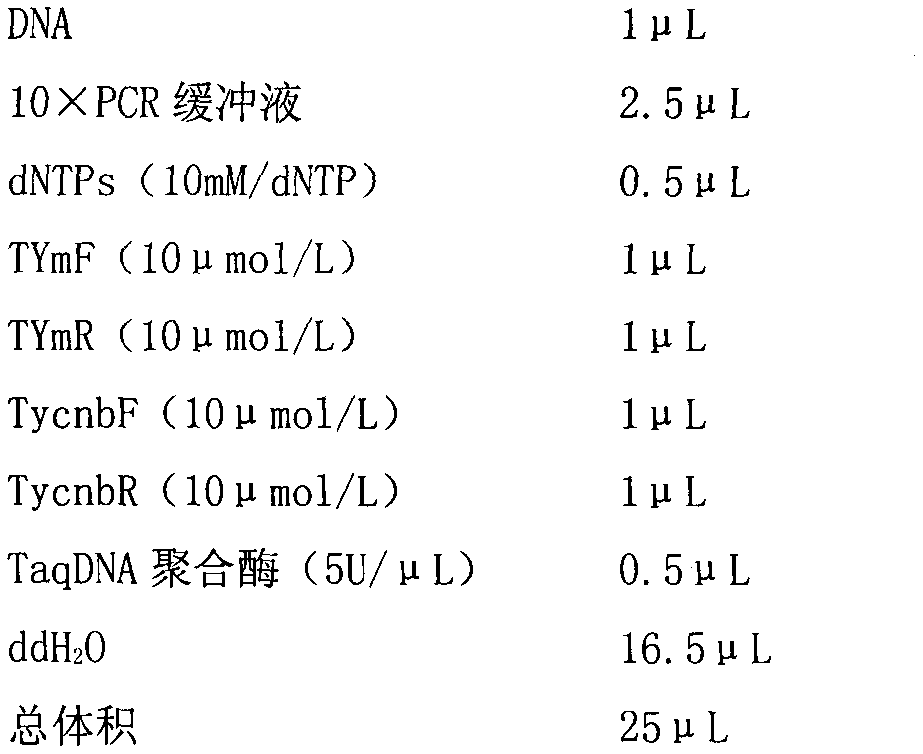 Method for quickly and synchronously detecting tomato yellow leaf curl virus and accompanying China tomato yellow leaf curl virus satellite