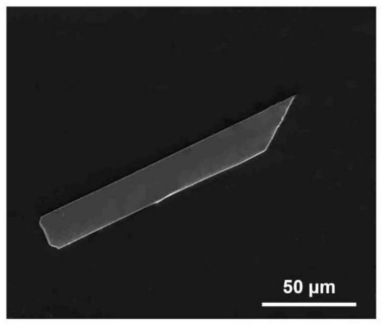 Two-dimensional Te nanosheet flexible transparent near-infrared photoelectric detector and preparation method thereof