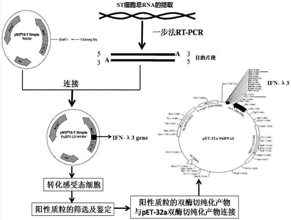 A method and application of preparing porcine interferon-λ3