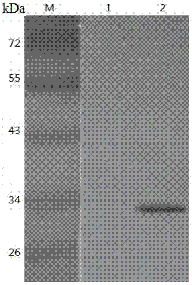 A method and application of preparing porcine interferon-λ3