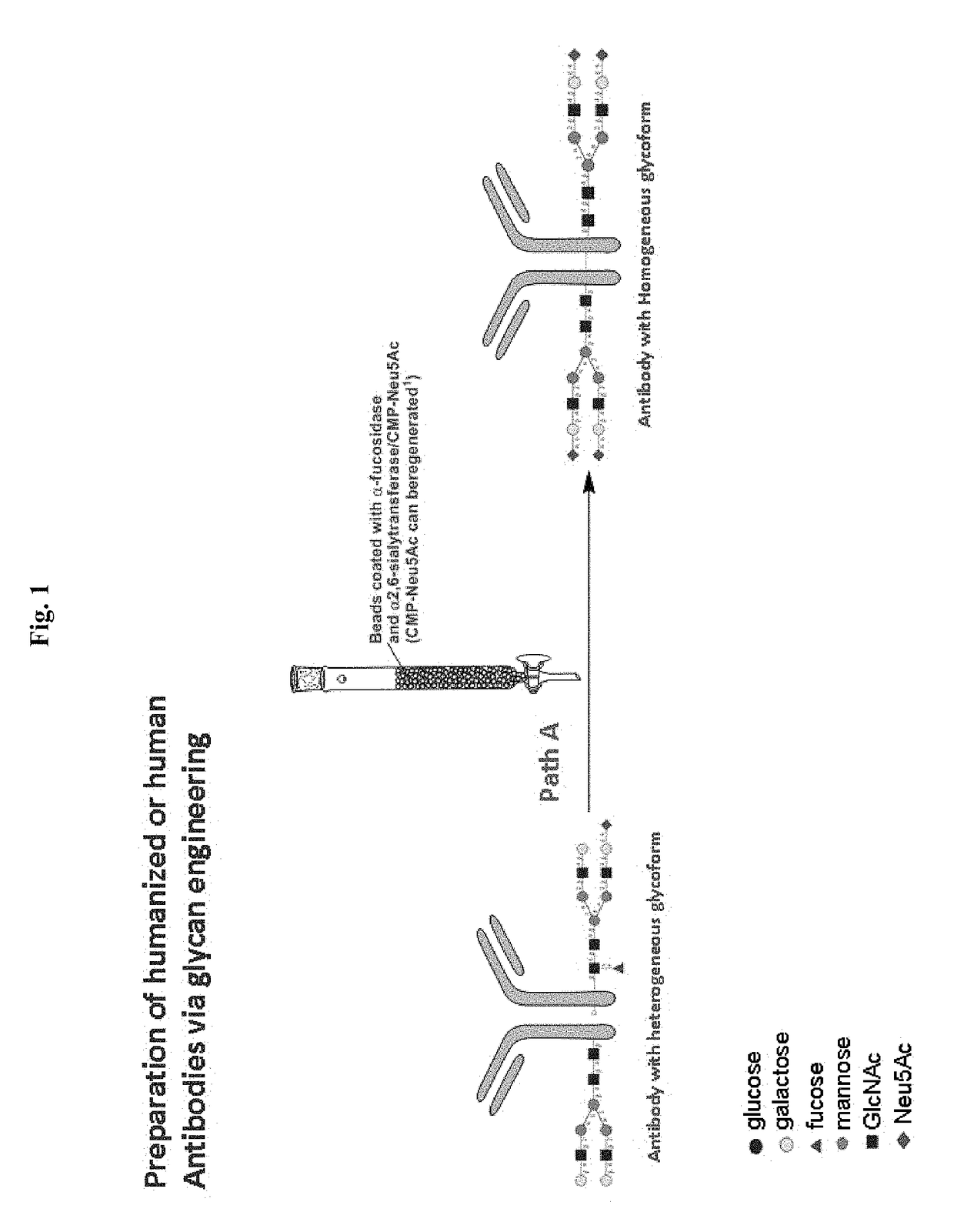 Methods for modifying human antibodies by glycan engineering