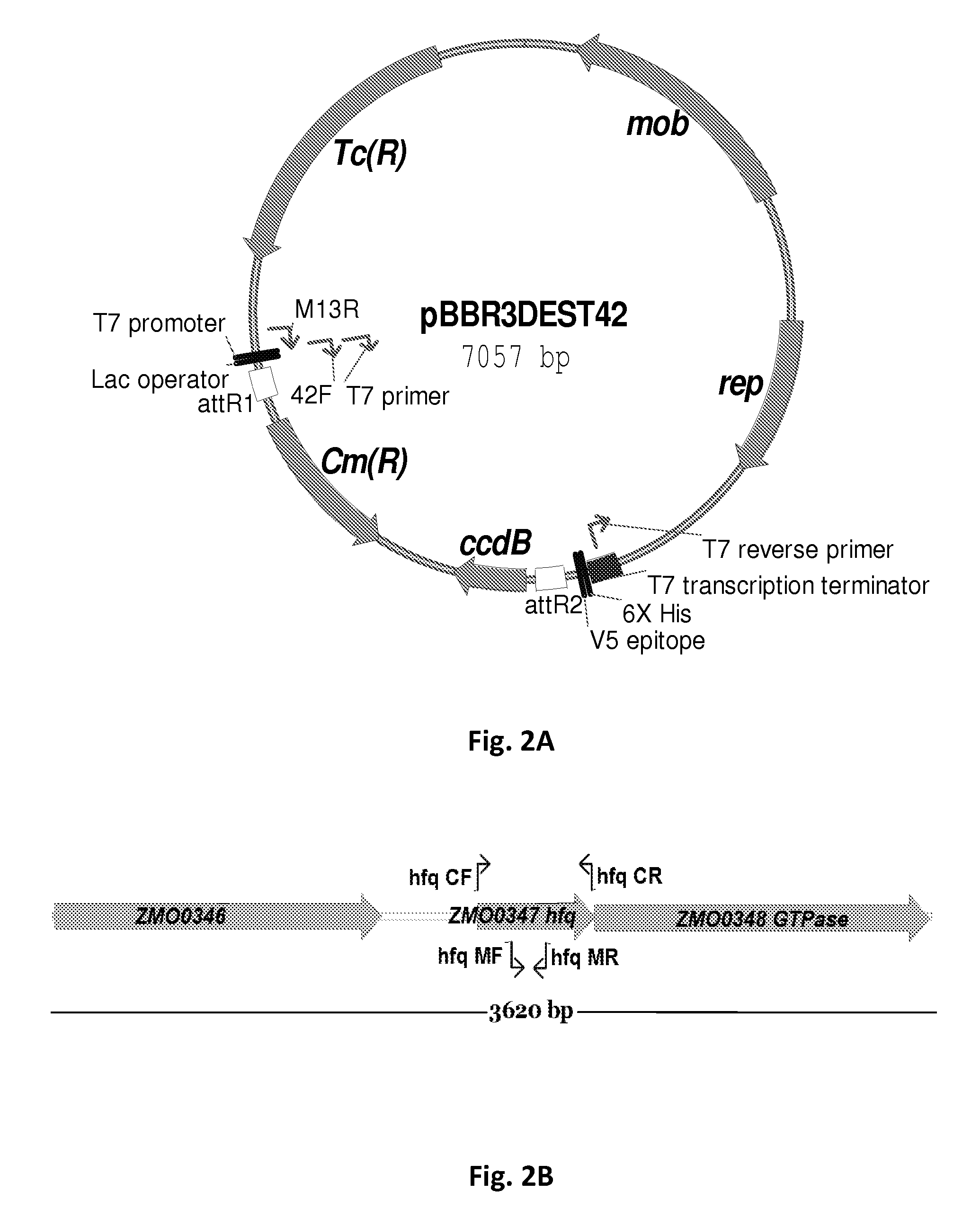 Microorganisms Having Enhanced Tolerance To Inhibitors and Stress