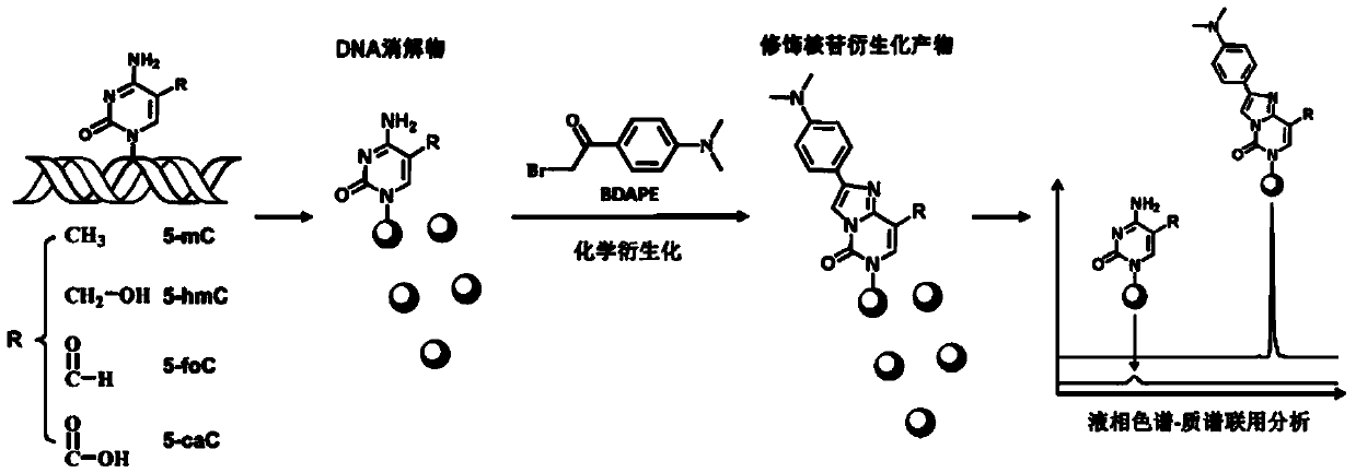 Chemical derivatization method and application thereof to nucleic acid modification detection by liquid chromatogram-mass spectrometer (LC-MS) method