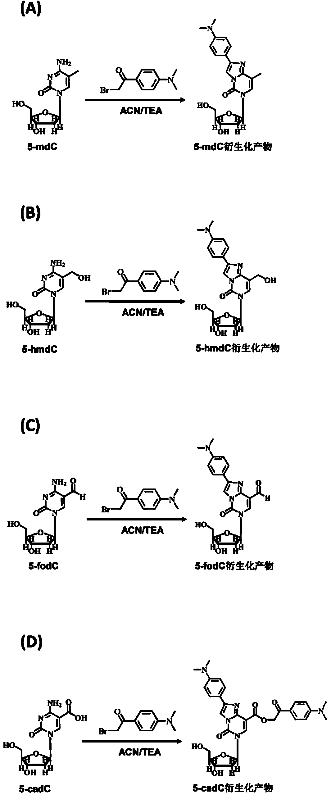 Chemical derivatization method and application thereof to nucleic acid modification detection by liquid chromatogram-mass spectrometer (LC-MS) method