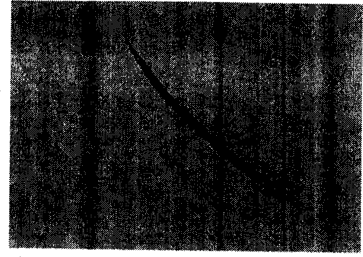 Bacterial agent capable of killing nematode and application thereof