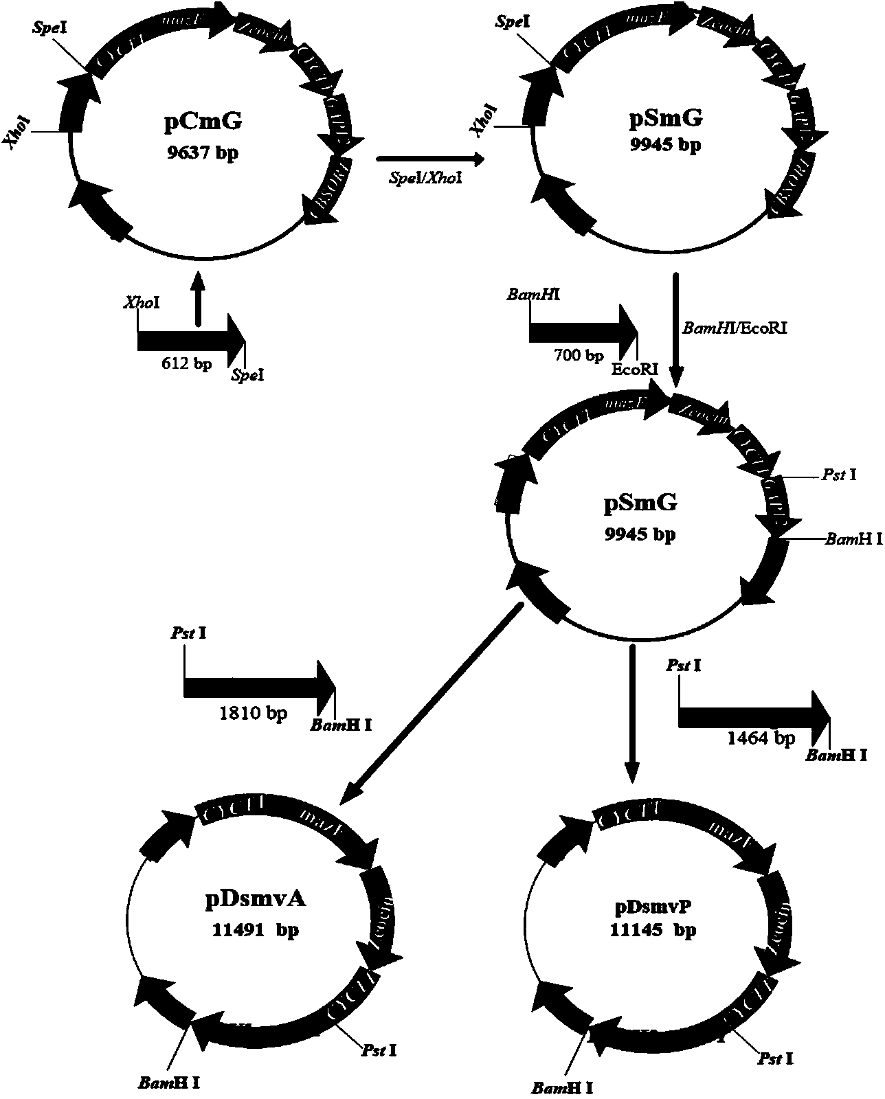 Method for improving yield of S-adenosylmethionine through gene expression regulation