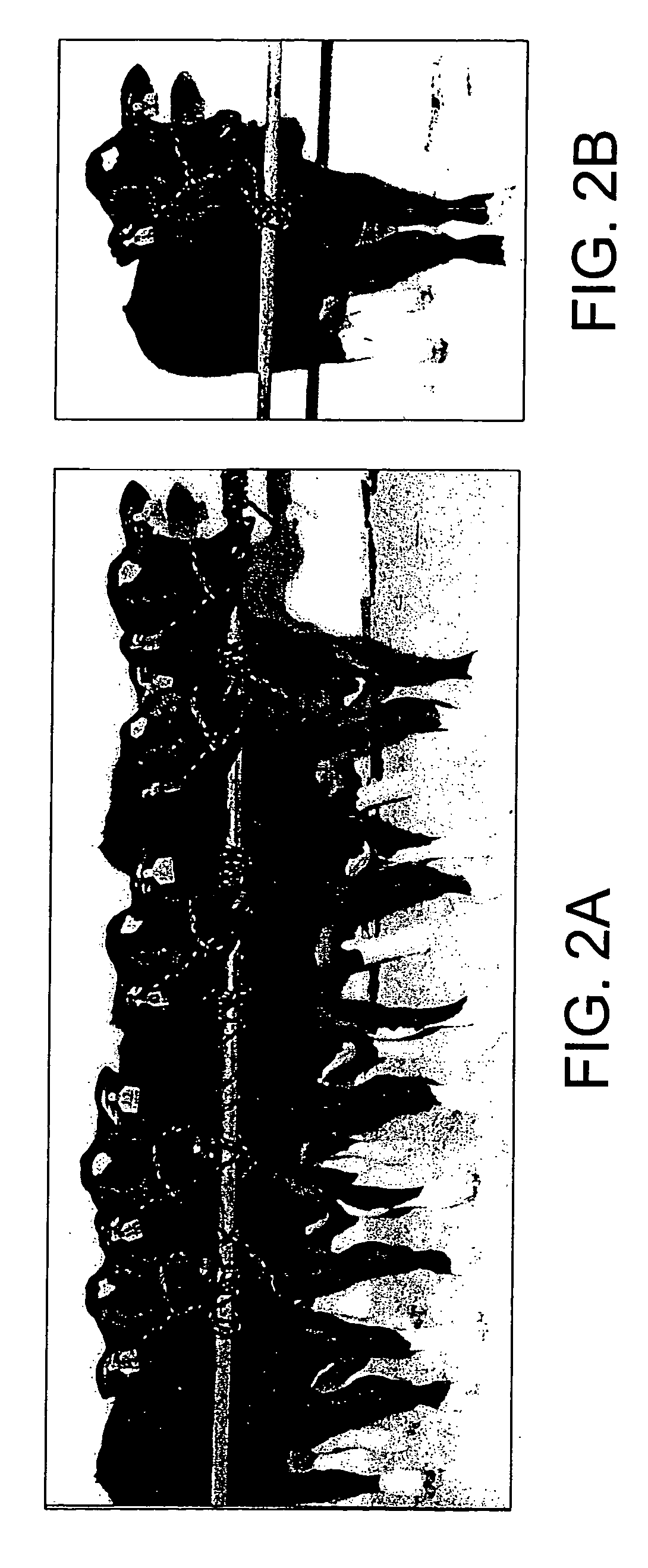 Methods of repairing tandemly repeated DNA sequences and extending cell life-span nuclear transfer