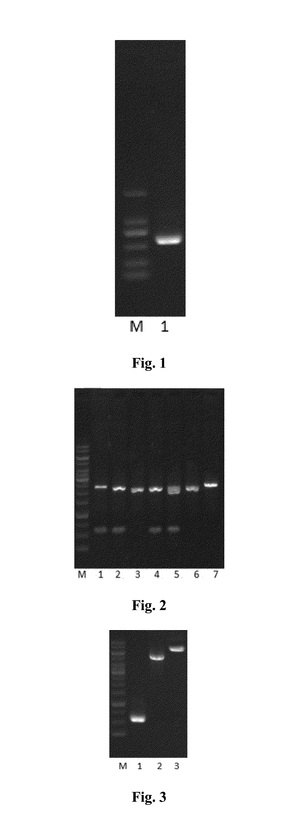 TRAIL Mutant Membrane-Penetrating Peptide-alike, Preparation Method and Application