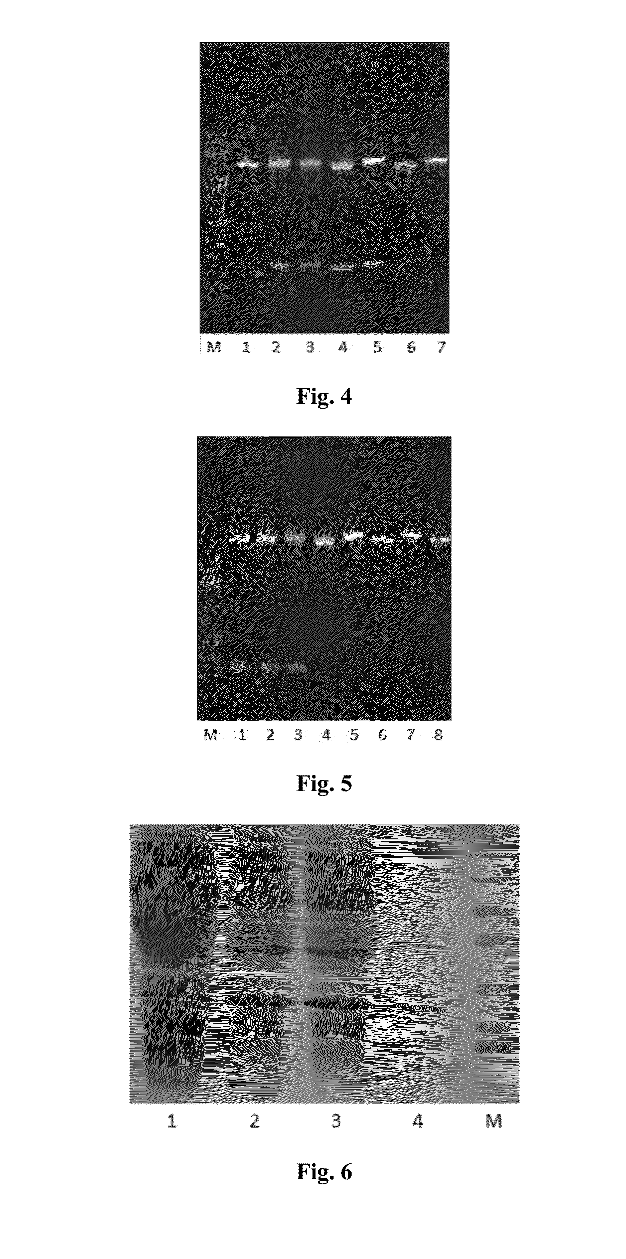 TRAIL Mutant Membrane-Penetrating Peptide-alike, Preparation Method and Application