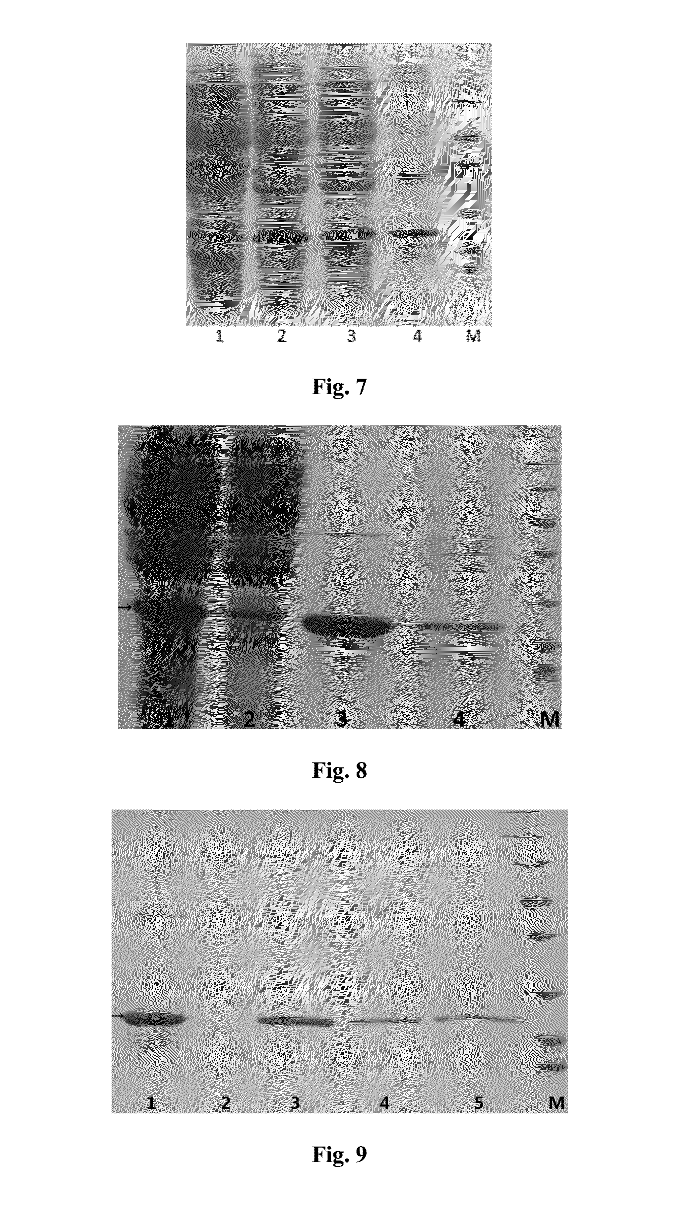 TRAIL Mutant Membrane-Penetrating Peptide-alike, Preparation Method and Application