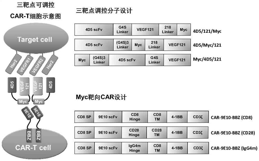 Three-target composition capable of regulating and controlling CAR immune cells and application thereof