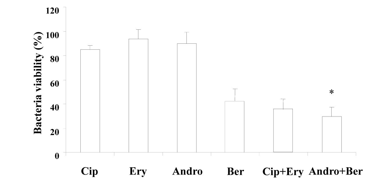 Andrographolide and berberine combination and application thereof