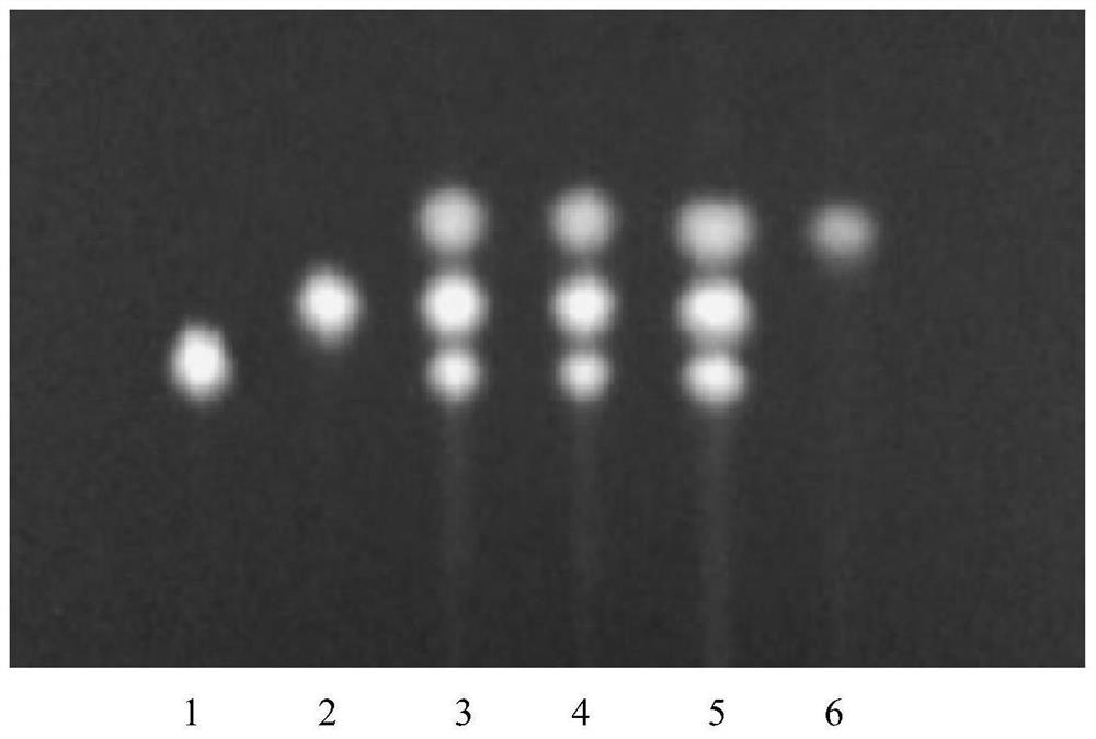 Method for simultaneously identifying components of rhizoma coptidis and cortex phellodendri and application of method