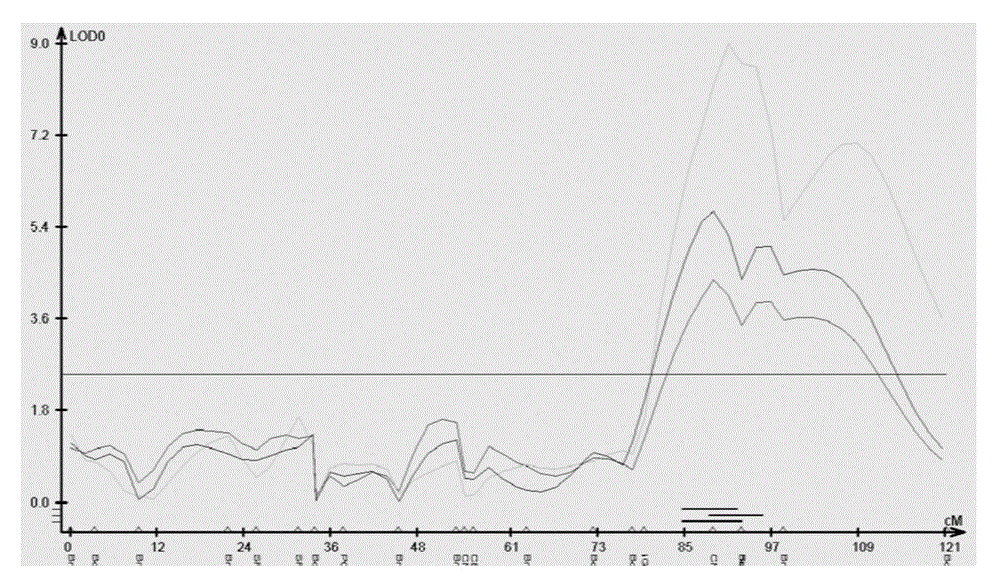 Rapeseed pod number major QTL molecular marker and application thereof