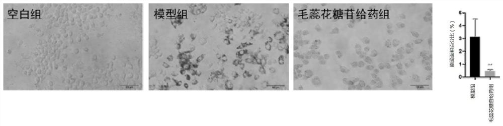 New application of verbascoside