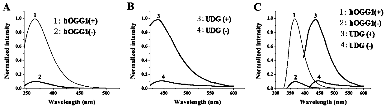 A method for the ultrasensitive simultaneous detection of multiple DNA glycosylases using intrinsically fluorescent nucleotides