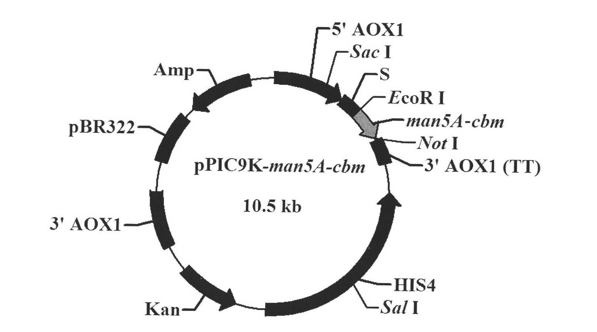 Construction and expression of AusMan5A-TviCBM fusion enzyme gene