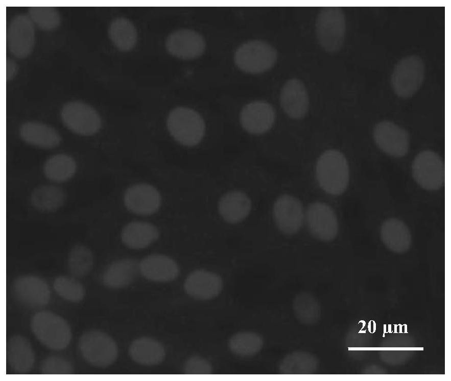 Epinephelus lanceolatus head kidney cell line and construction method and application thereof