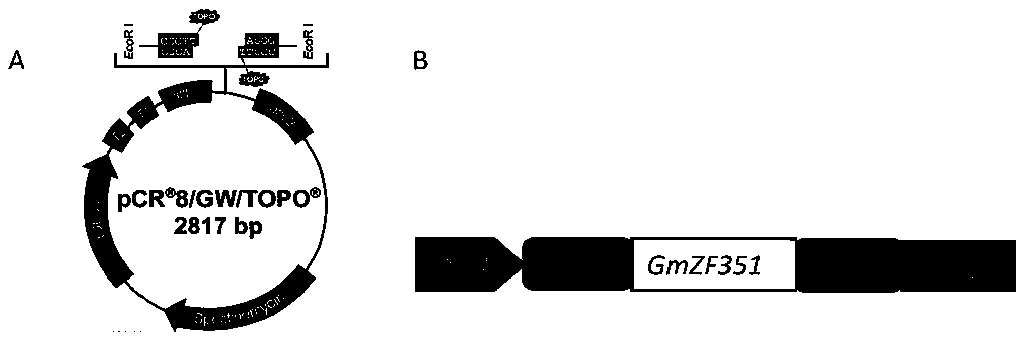 Application of soybean transcription factor GmZF351 in vegetable oil and fat metabolism regulation