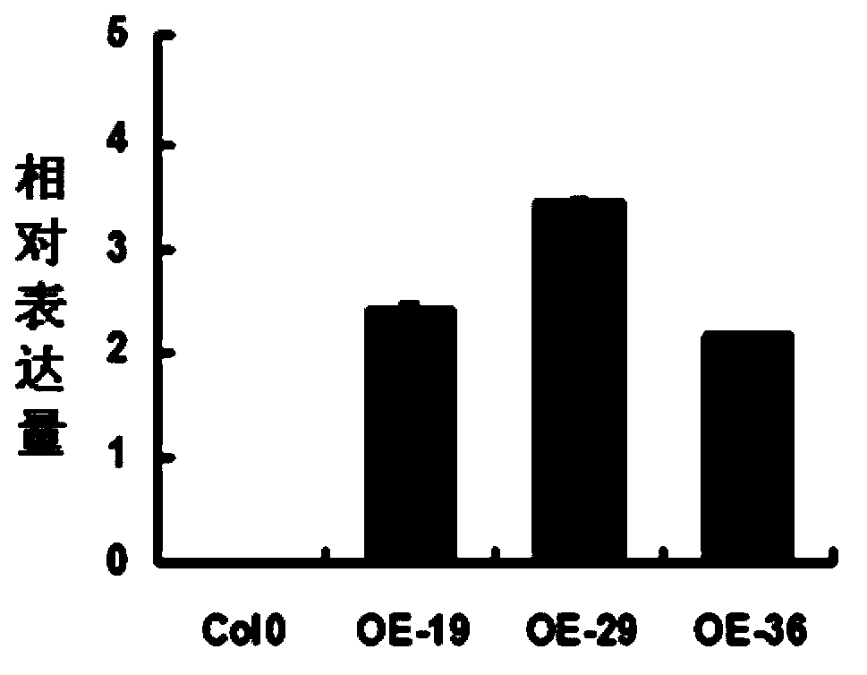 Application of soybean transcription factor GmZF351 in vegetable oil and fat metabolism regulation