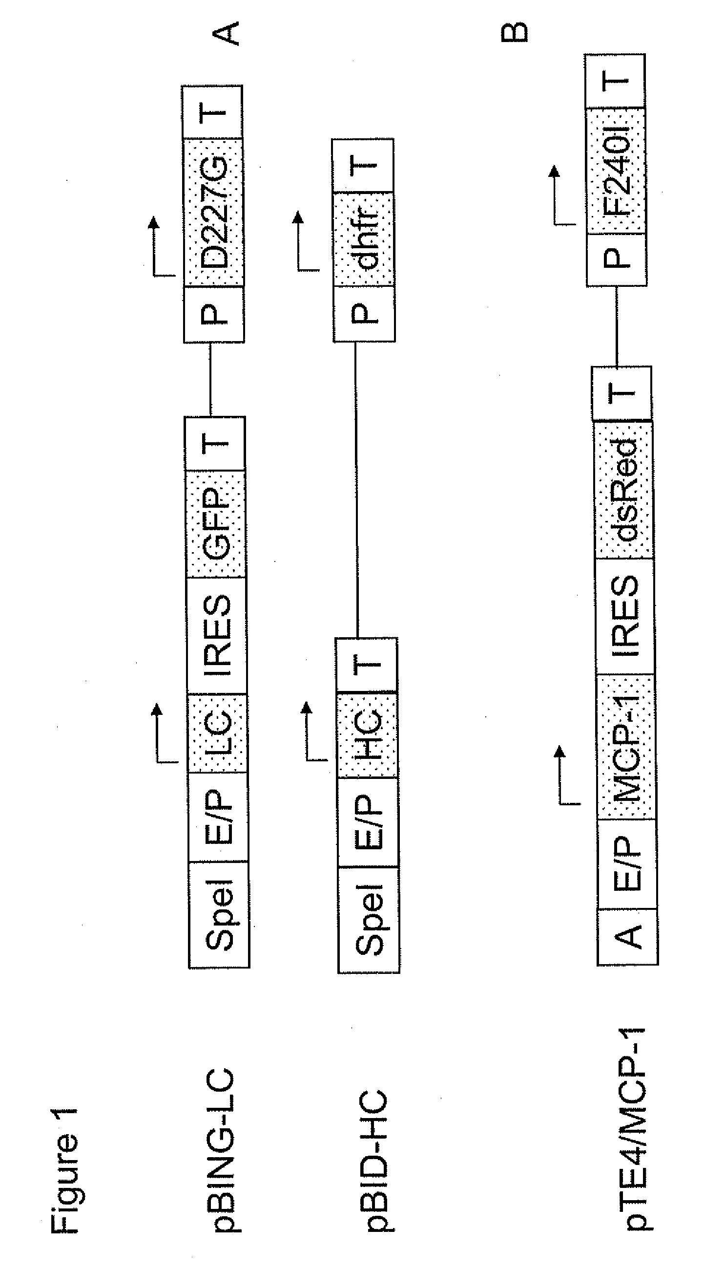 Regulatory Nucleic Acid Elements