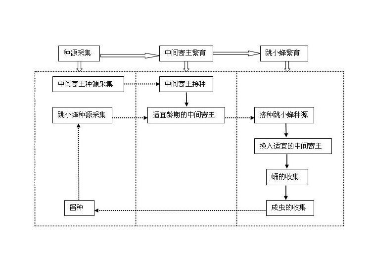 Artificial propagation method of diversinervus elegans silvestri