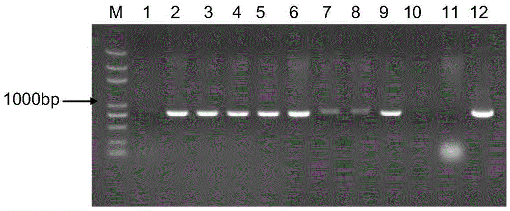 Application of Soybean Protein and Its Encoding Gene in Regulating Plant Drought Resistance