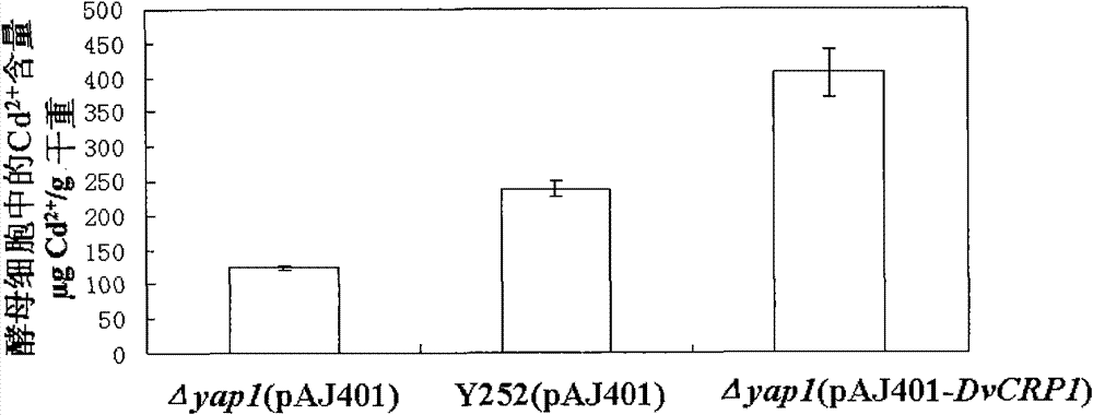 Gene DvCRP1 with Cd&lt;2+&gt; and Cu&lt;2+&gt; resistance as well as coding protein and application thereof