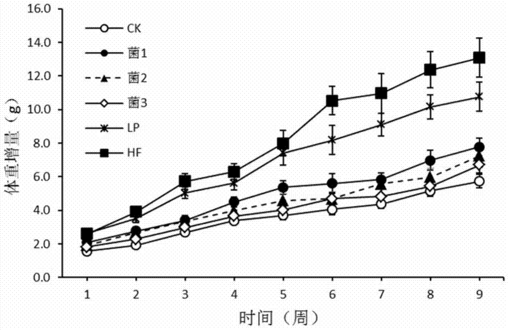 Application of thick-wall fungus probiotics to treatment and prevention of obesity and related diseases