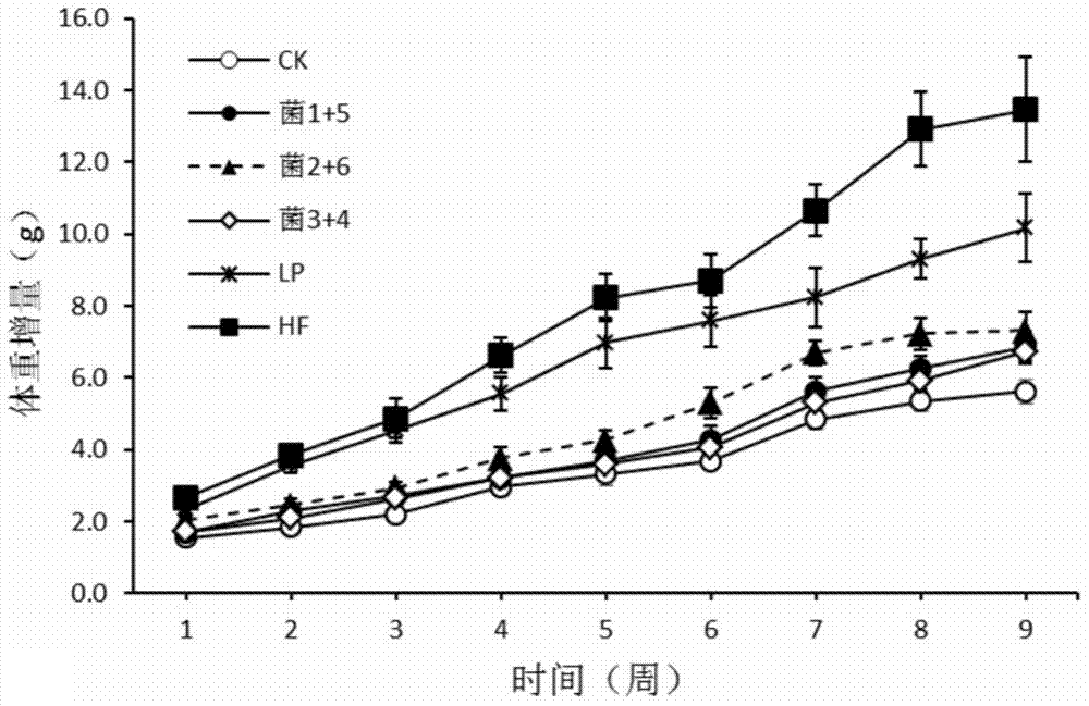 Application of thick-wall fungus probiotics to treatment and prevention of obesity and related diseases