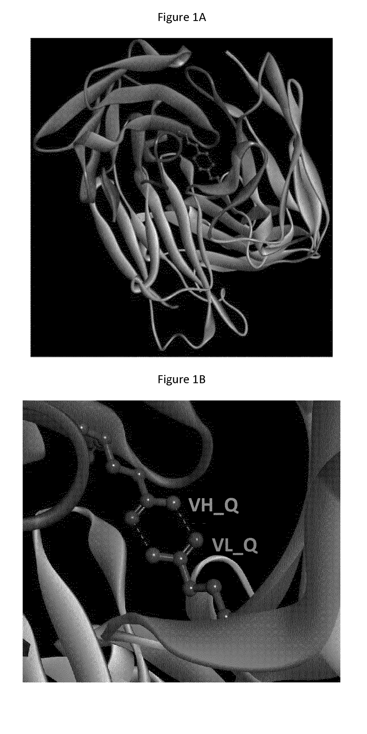 Humanized antibodies with increased stability