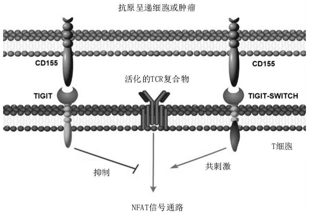 Protein complex and application thereof