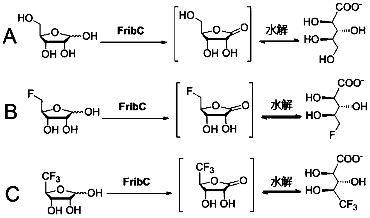 Short-chain dehydrogenase capable of hydrolyzing ribose and various fluororibose and its application