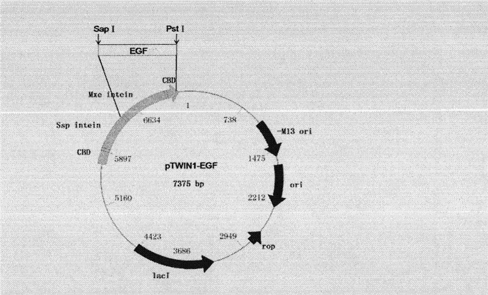 Novel preparation method for recombinant human epidermal growth factor