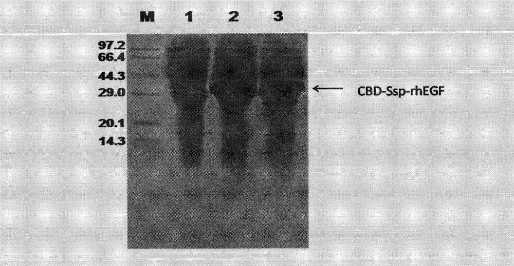 Novel preparation method for recombinant human epidermal growth factor