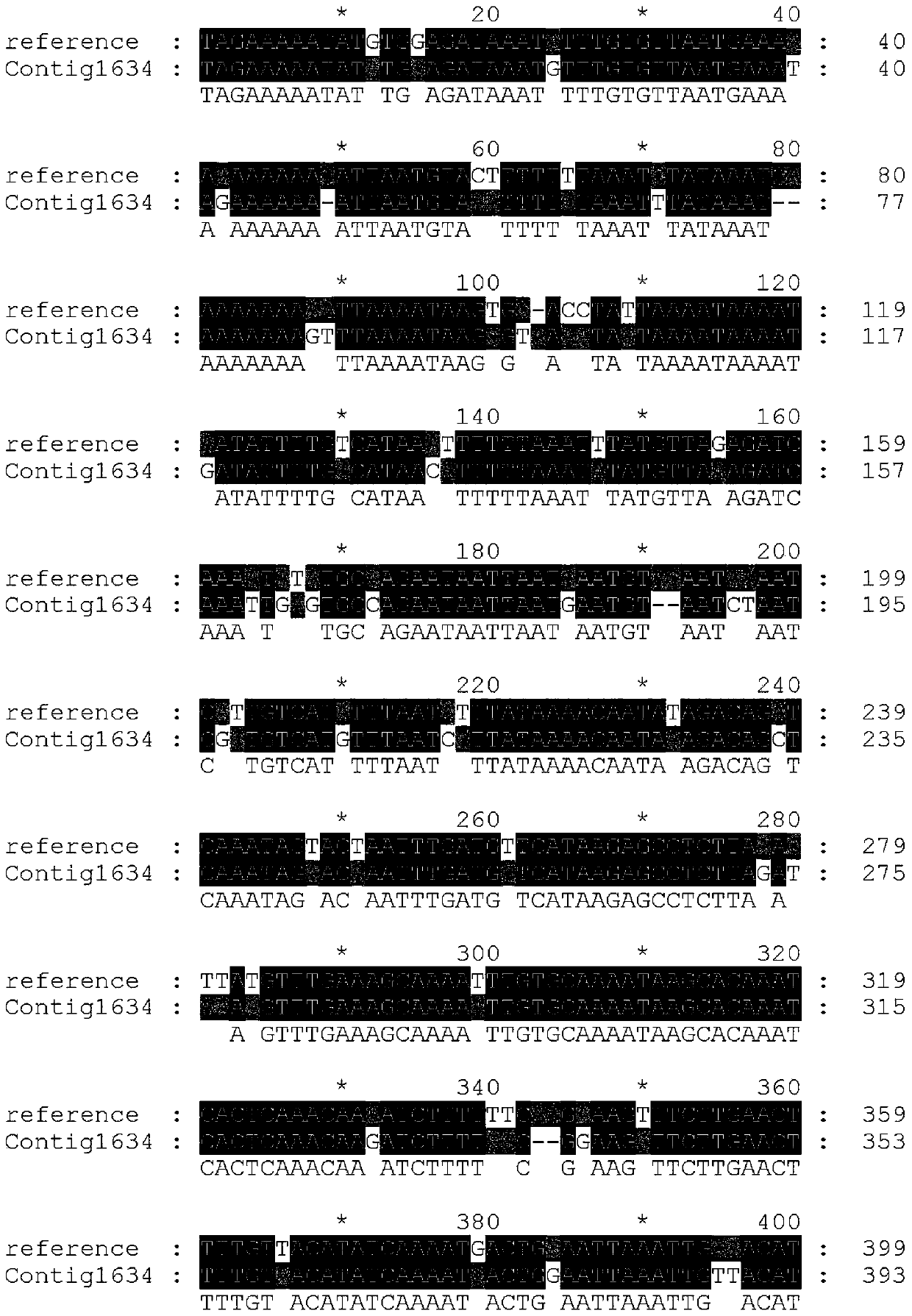 Polynucleotide for identifying male and female ginkgo strains and application thereof