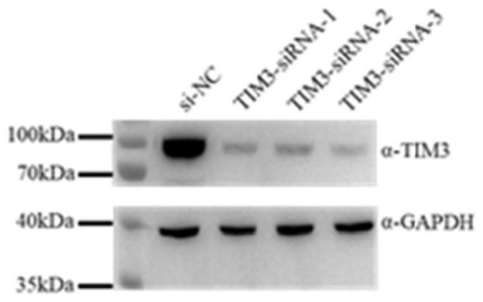 Method for constructing CAR-T cell by silencing human Tim-3 gene through shRNA and application of CAR-T cell