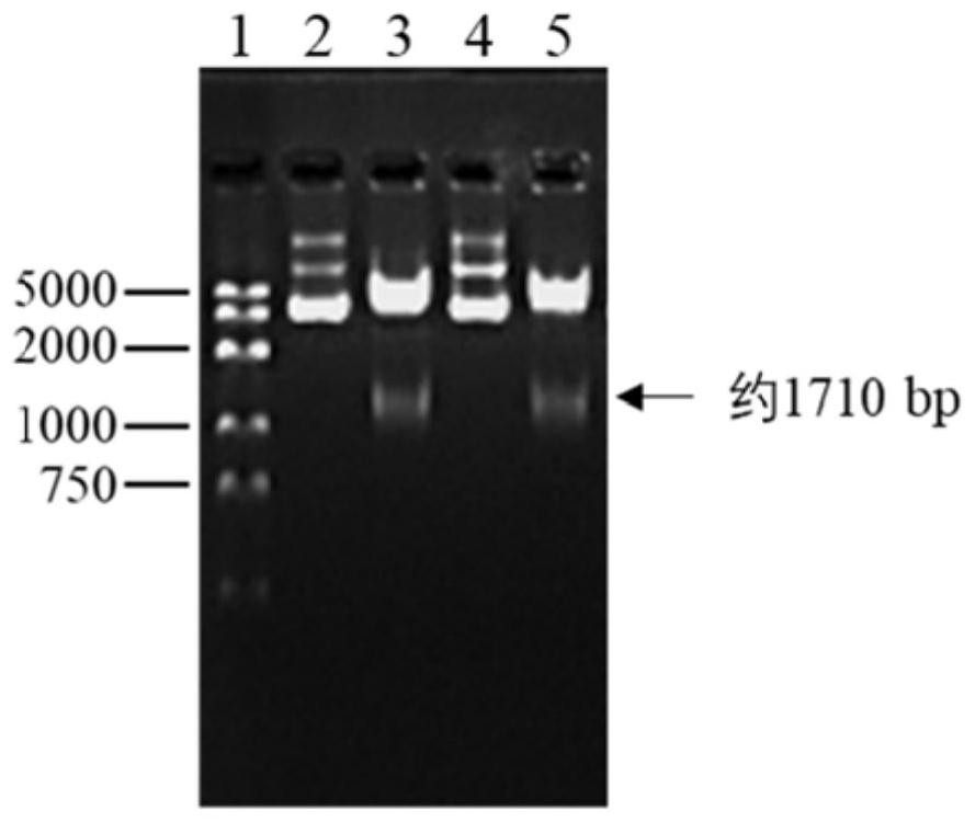 Method for constructing CAR-T cell by silencing human Tim-3 gene through shRNA and application of CAR-T cell