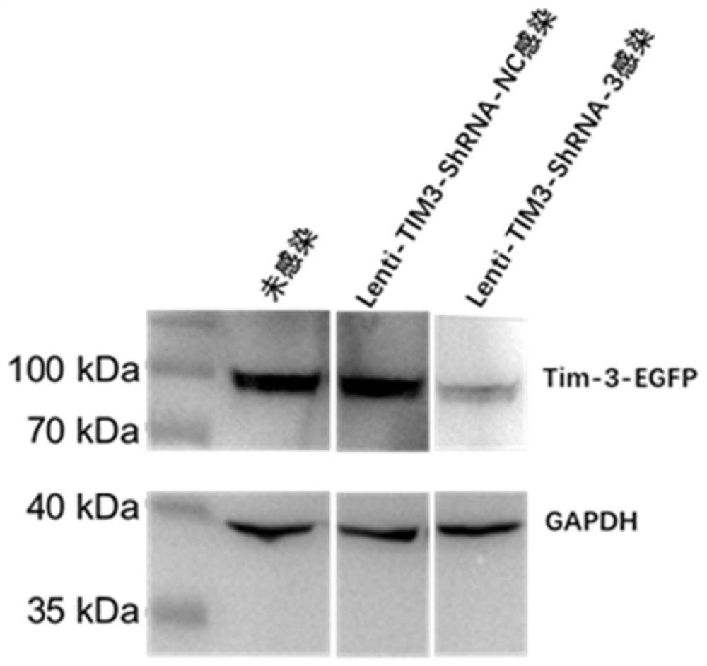 Method for constructing CAR-T cell by silencing human Tim-3 gene through shRNA and application of CAR-T cell