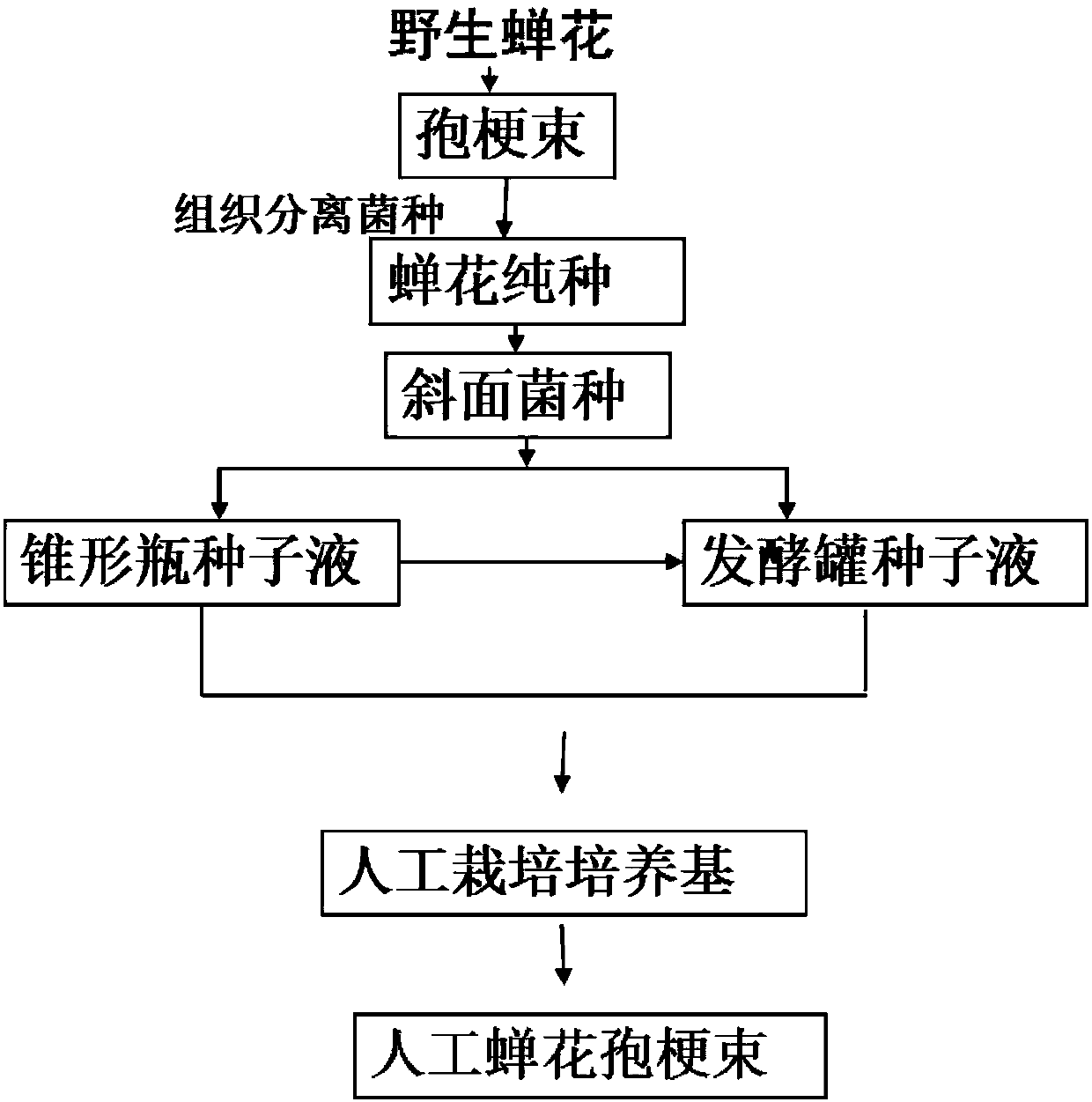 Method for artificial cultivation of Isaria cicadae and cordyceps cicadae traditional Chinese medicinal material